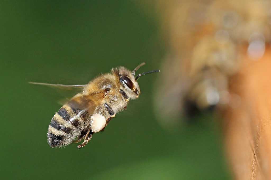 bee, beehive, beekeeper