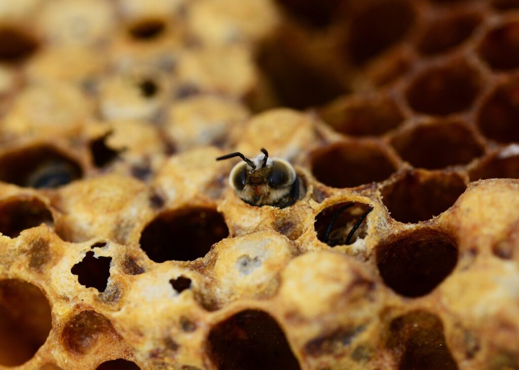 honey bees, drone, hatching-335906.jpg