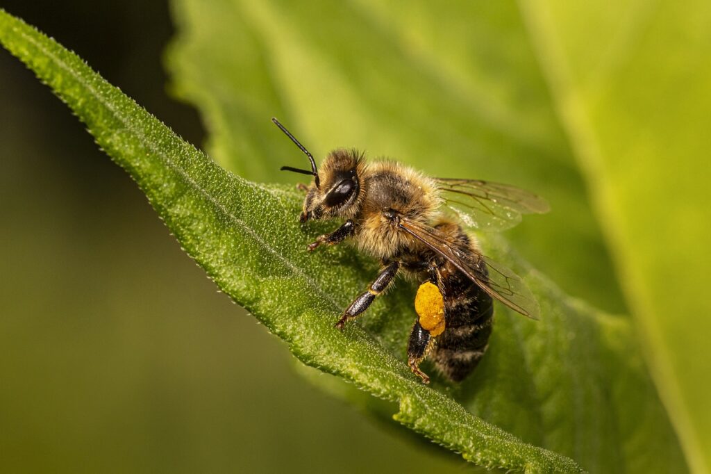 bee, insect, winged insect-6518669.jpg