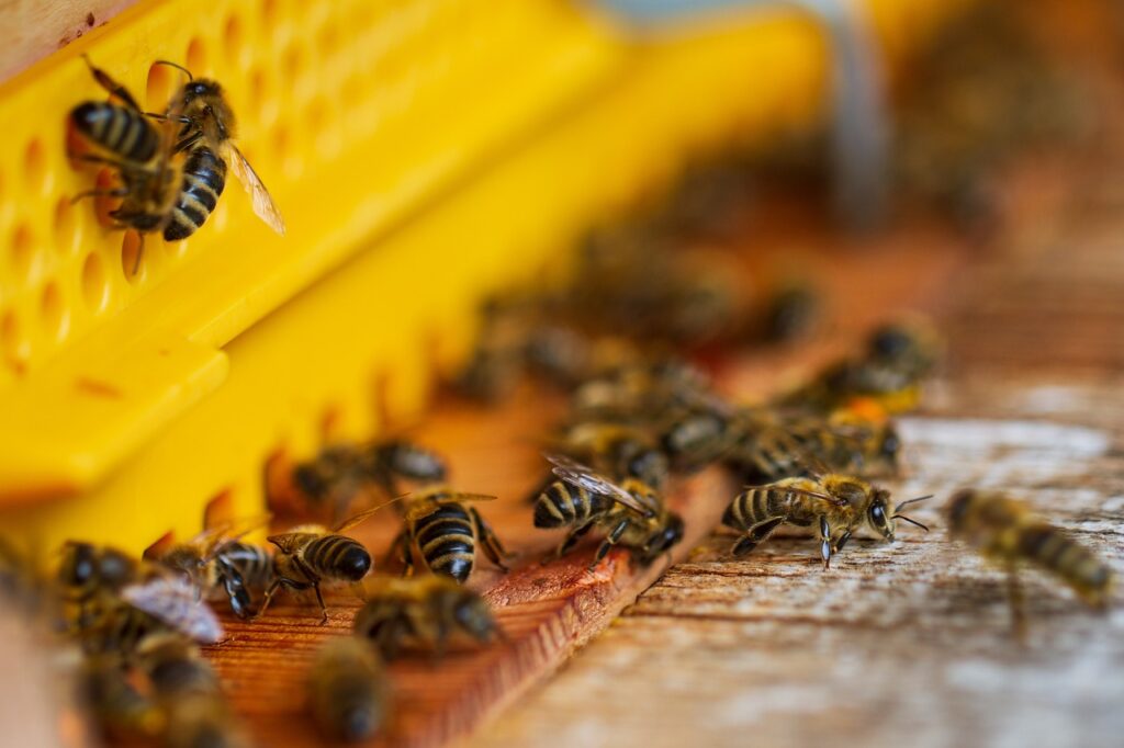 bees, beehive, honey bees-6623376.jpg