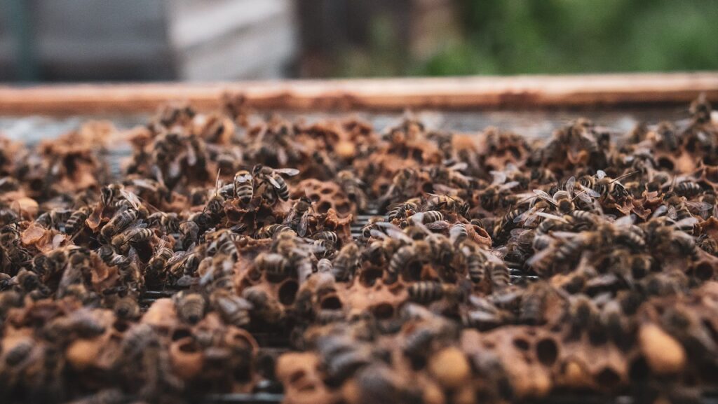 honey bees, colony, beehive-6491171.jpg