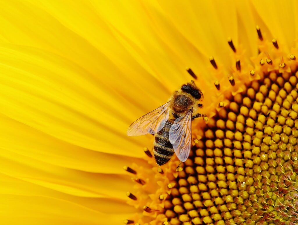 sunflower, bee, macro-1643794.jpg