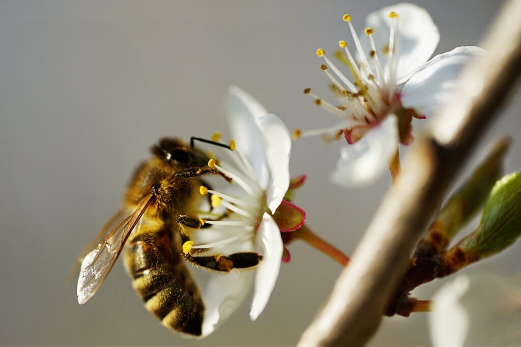 bee, insect, pollinate-7143690.jpg