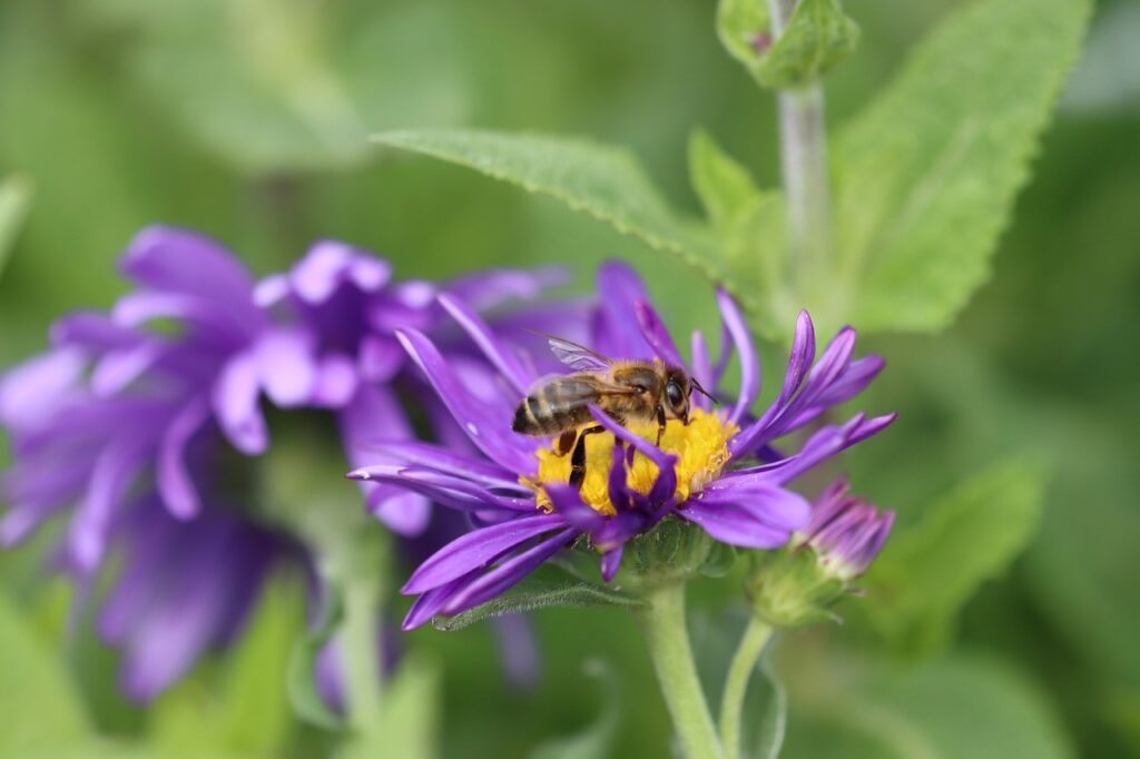 bee, honey, insect-5177550.jpg