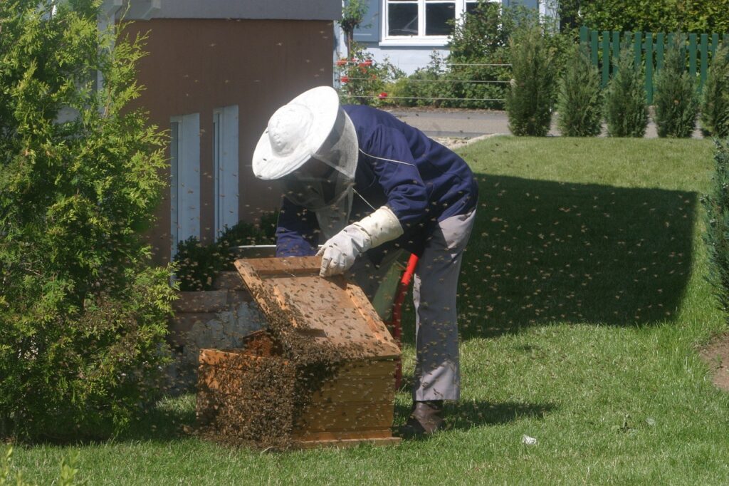 beekeeper, nature, bees-215184.jpg