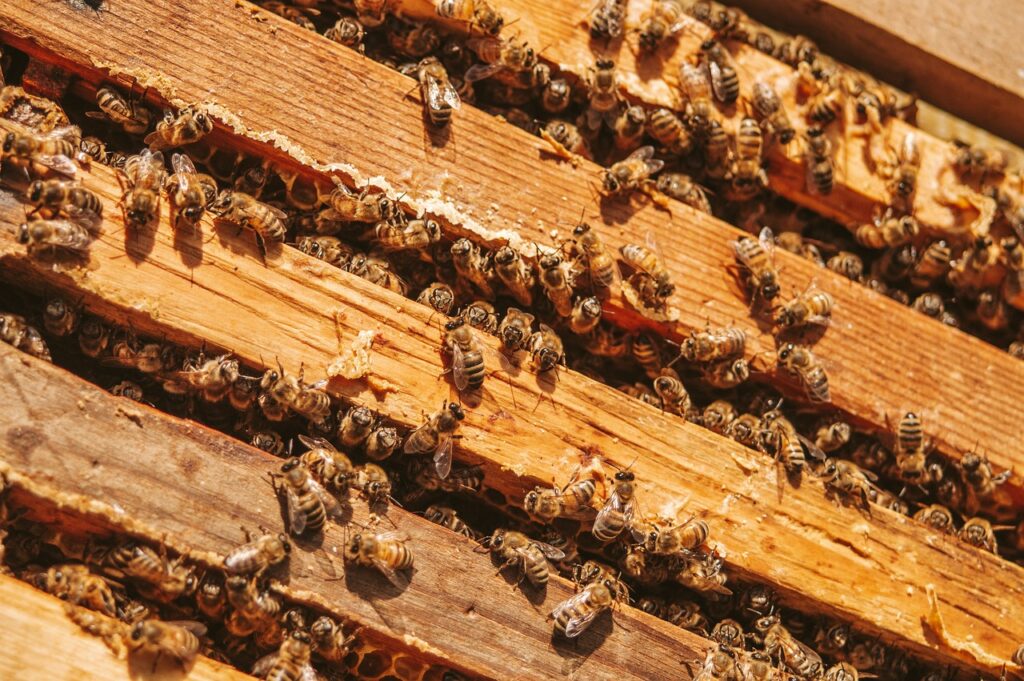 bees, beekeeping, apiary-7170197.jpg