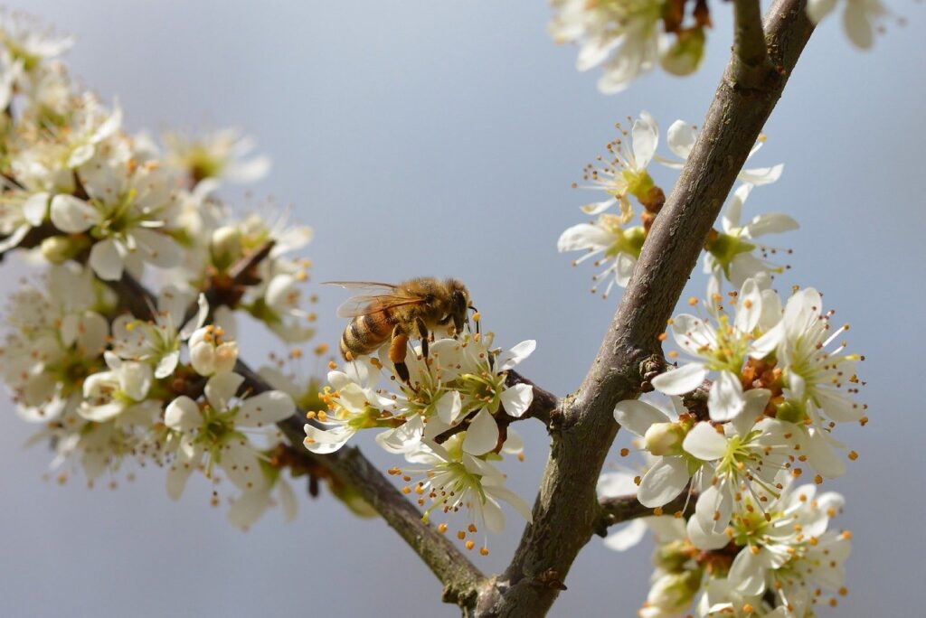 blossoms, honey bee, pollination-7932494.jpg