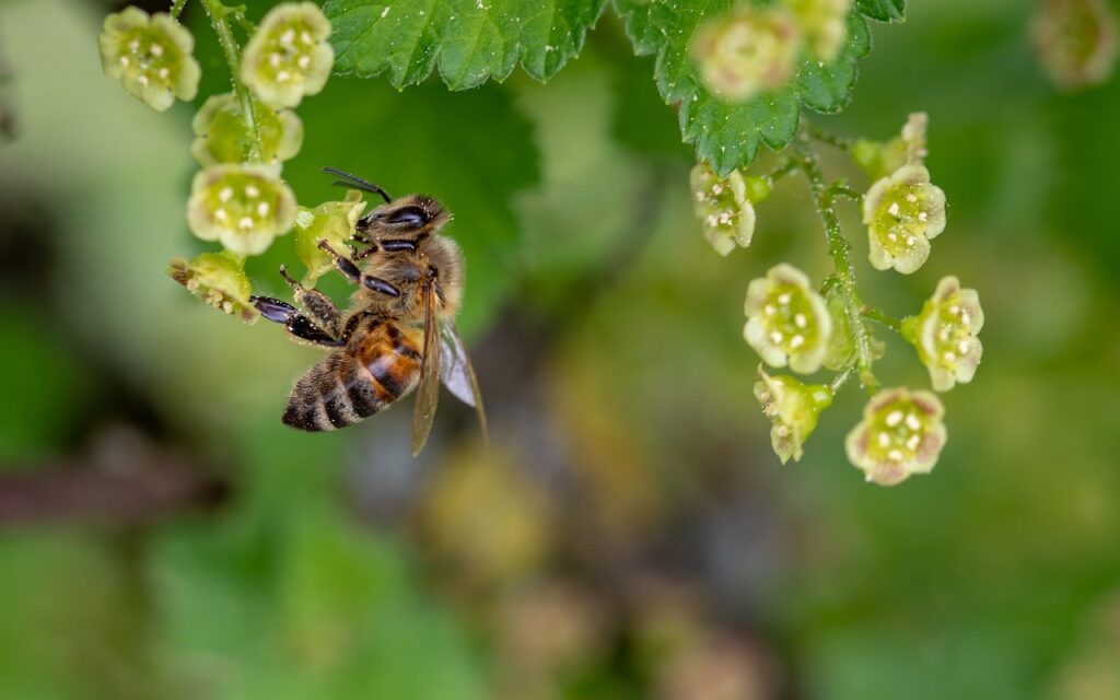 bee, insect, pollinate-3360682.jpg